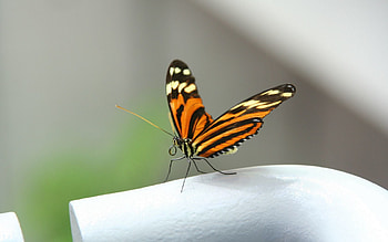Macro, Butterfly, Wings HD wallpaper