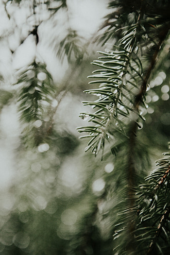 Winter scenery, Greenery HD phone wallpaper