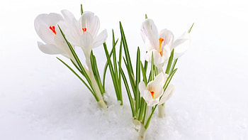Crocuses, winter, white, crocus, snow, green, spring, orange HD wallpaper