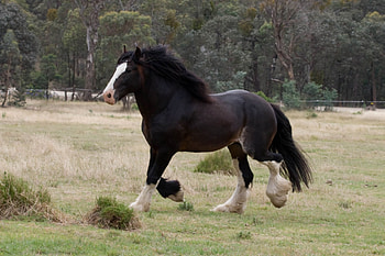 STRONG DRAFT HORSE, Horse, animals, strong, nature, draft HD wallpaper