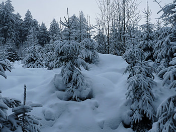 Winter Foliage, winter, berg, sneeuw, snow, ardennen, mountain HD wallpaper