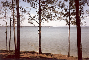 Lake Sam Rayburn, trees, sailboat, water, lake HD wallpaper