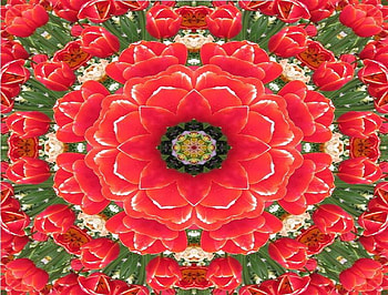 Kaleidoscope of Tulips, colors, flowers, kaleidoscope, tulips HD wallpaper