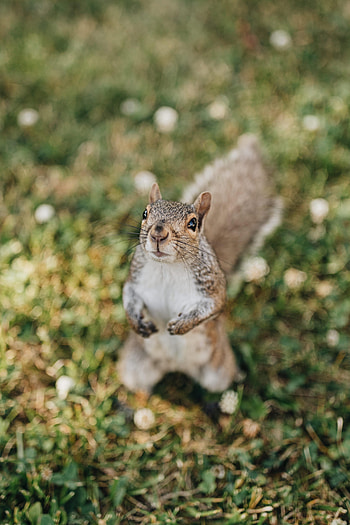 Animals, Squirrel, Fluffy, Sight, Opinion, Rodent HD phone wallpaper