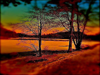 COLORFULL AUTUM, trees, brown, colours, nature HD wallpaper