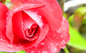 Drops, Macro, Rose Flower, Rose, Petals HD wallpaper