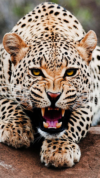 Leopard , Cool backgrounds HD phone wallpaper