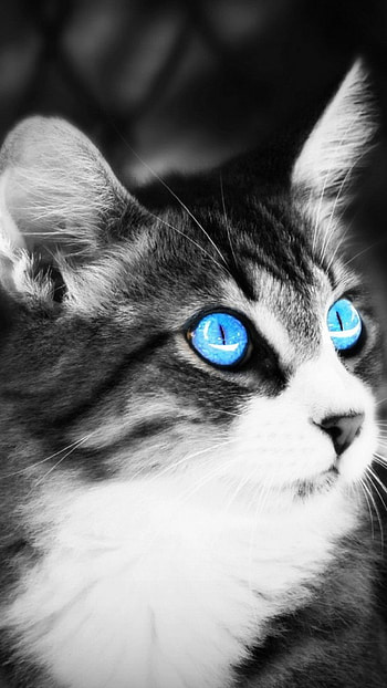 Black and white cat Galaxy S6 HD phone wallpaper