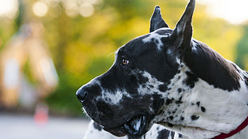 Great Dane, Stunning , Best background , Cool backgrounds HD wallpaper