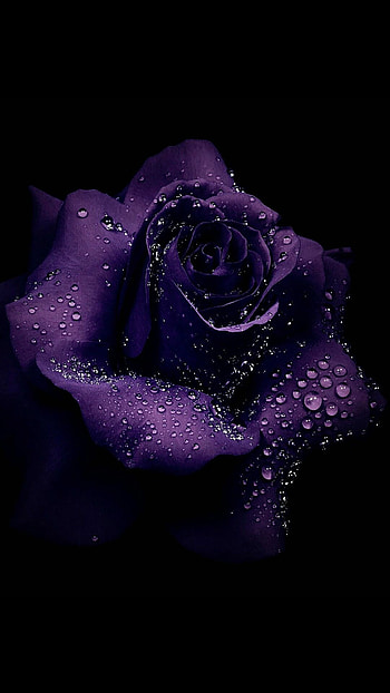 Purple rose, Royal elegance, Mysterious allure, Enchanting bloom HD phone wallpaper