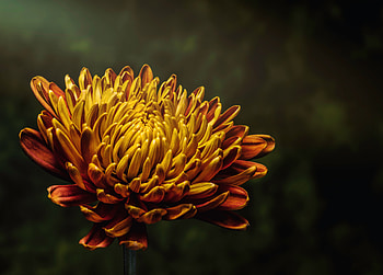 Flowers, Flower, Petals, Bud, Aster HD wallpaper