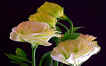 Friendship, loving, roses, caring, romances, warm, beauty HD wallpaper