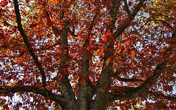 Nature, Autumn, Leaves, Wood, Tree, Dry HD wallpaper