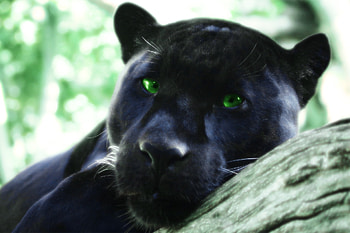Peaceful Panther, Black Panther, Animlas, Puma, Nature, Cat, Panther, Cute HD wallpaper