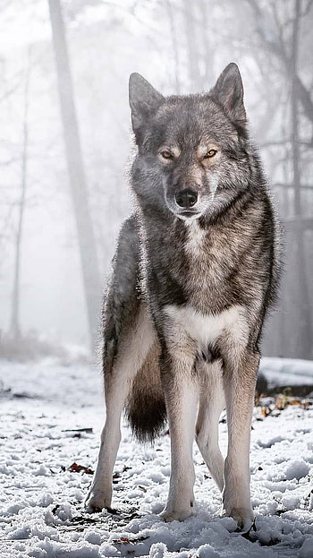 Wolf, Wolf Quora HD phone wallpaper