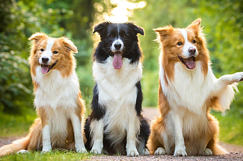 Saar Border Collie, Purebred Collie, Top-notch breeding, Champion bloodlines HD wallpaper