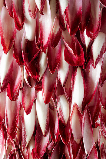 White-red petals, flower HD phone wallpaper