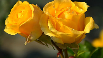 Yellow rose, roses, yellow, bright, gardening, nature, flowers, beauty, botanical, graphy HD wallpaper