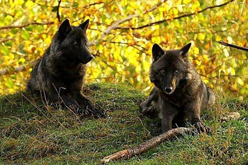 Black Wolves, Wolves, painting, animals, Black, nature HD wallpaper