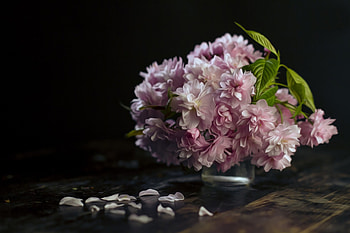 Blossom, still life, pink, bouquet, petals HD wallpaper