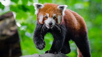 Cute red panda, Animal play, resolution, Artistic HD wallpaper