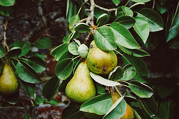 Fruits, Food, Pears, Branch HD wallpaper