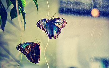 Butterflies, Background, Macro, Glare, Couple, Pair, Insect HD wallpaper