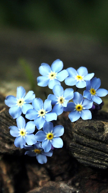 Flower, Blue Flowers HD phone wallpaper