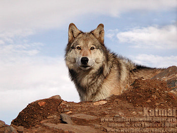 WOLVES RULE, puppy, nature, grey wolf, wolves HD wallpaper