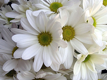 White margaritas, white, margarita, daisy, flower HD wallpaper