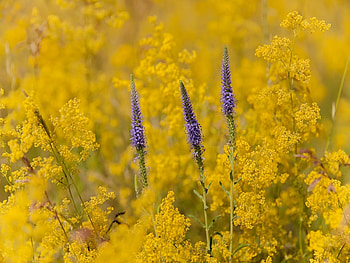 Plants, Flowers HD wallpaper