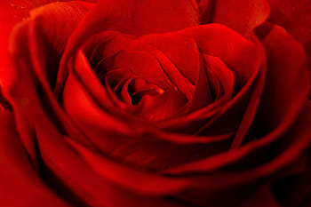 Flowers, Flower, Rose Flower, Rose, Petals, Bud HD wallpaper