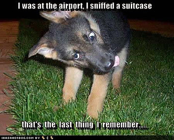 SNIFFER DOG, dog, stoned, drug, bent HD wallpaper