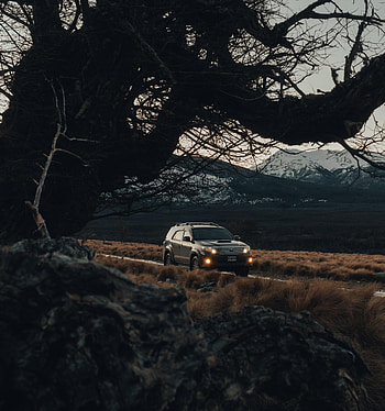 Toyota, Cars, Road, Car, Branches, Suv, Side View HD phone wallpaper