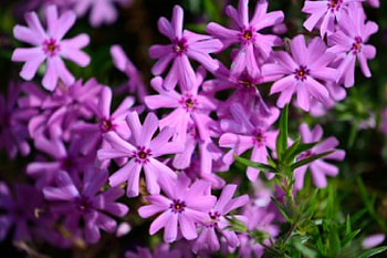 Spring Is Here, springtime, purple flowers, spring flowers, beautiful purple HD wallpaper