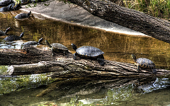 Animals, Nature, Rivers, Turtles, Wood, Tree, Crawl, Carapace, Shell HD wallpaper