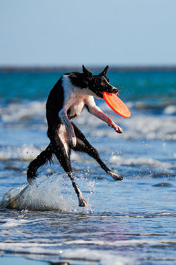 Disc catching, Dog Sports HD phone wallpaper