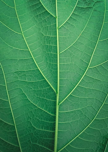 Detailed close-up of a vibrant green leaf showcasing intricate vein patterns. HD phone wallpaper