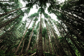 Nature, Trees, Top, Forest, Crown, Tops, Trunks, Crowns HD wallpaper