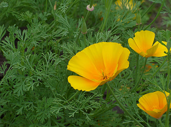 Flowers, Close-Up, Greens, Eschsholzia, Escholcia HD wallpaper