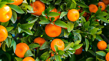 Clementine, Fruits HD wallpaper