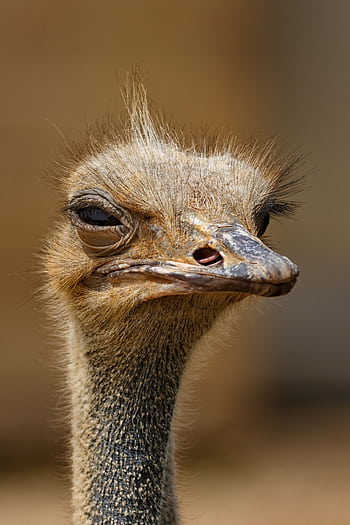 Detailed close-up of an ostrich showcasing its unique features and expression. HD phone wallpaper