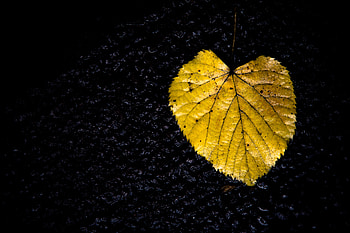 Nature, Dark, Texture, Sheet, Leaf HD wallpaper