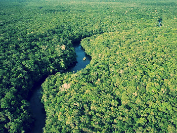 Rainforest dreams, Stunning , Nature's splendor, Captivating beauty HD wallpaper