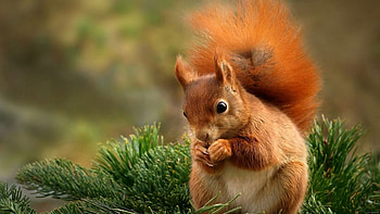 Artistic portrayal, High-resolution beauty, masterpiece, Squirrel's allure HD wallpaper