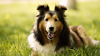 Animals, Fluffy, To Lie Down, Lie, Dog, Muzzle HD wallpaper
