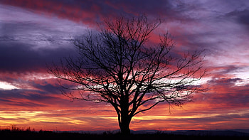 Red Tag - Purple Red Sunset Trees Sunsets Tree Nature Sky for 16 HD wallpaper