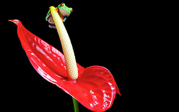 Animals, Flower, Plant, Bright, Color, Frog HD wallpaper
