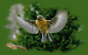 Bird in Flight 1C, animal, wide screen, wildlife, bird, graphy, , avian HD wallpaper