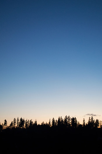 Nature, Trees, Twilight, Horizon, Dark, Dusk, Outlines HD phone wallpaper